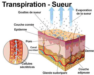 Schéma de principe de la transpiration